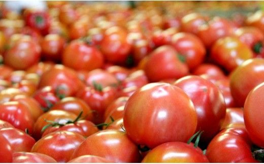 野菜ソムリエが育てた うしの恵 フルーツトマト籠入り1kg mj-0035