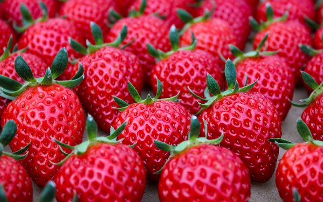 【完熟クラフト苺BERRY】有名シェフ御用達【樹上完熟いちご 欲張り３種セット（白いちご＋赤２品種）】約1500g（出荷2026年12月上旬～2027年5月下旬）【yuji0006】
