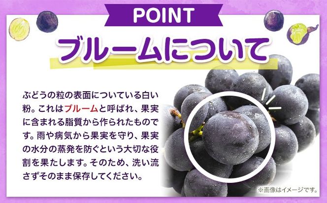 岡山県産 訳あり ニューピオーネ 選べる 約600g(1房) 約1.2kg(2房)《8月下旬-10月下旬頃出荷(土日祝除く)》岡山県 笠岡市 葡萄 果物 訳あり 優品 数量限定 2026---kasaoka_zsy_250_06---