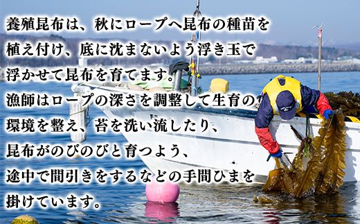 【北海道鹿部町産】養殖 白口浜真昆布 100g 真昆布 だし