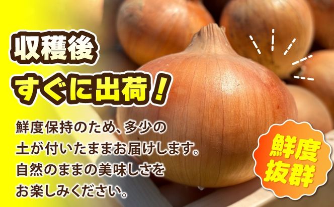 010B1773 【先行予約】葛葉玉ねぎ 6kg（10～15玉）