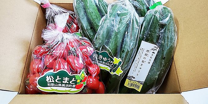 【煙樹の松野菜ブランド】
松とまと（アイコ）松きゅうりセット 2025年11月中旬～2026年6月上旬頃に順次発送予定