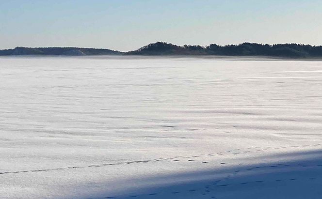 北海道 厚岸産 丸干しコマイ 190g×5パック ソウルフード 魚貝類 干物 焼魚 おつまみ 冷凍 厚岸湖 天日干し 焼くだけ おかず 