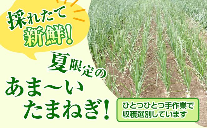 【2026年夏発送】富良野産 白玉ねぎ 雪景色 約5kg （約15～25玉）新玉ねぎ 野菜 甘い 新鮮 直送 玉ねぎ 玉葱 サラダ 北海道 富良野 幕田農園
