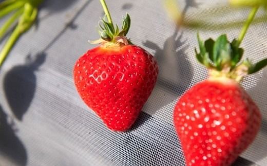 博多あまおうリッチな3回定期便 いちご イチゴ 苺 あまおう くだもの 果物 フルーツ 果実 果汁 果肉 定期便 定期 定期配送 国産 福岡県産 【 2026年12月上旬～2027年2月下旬発送予定 】