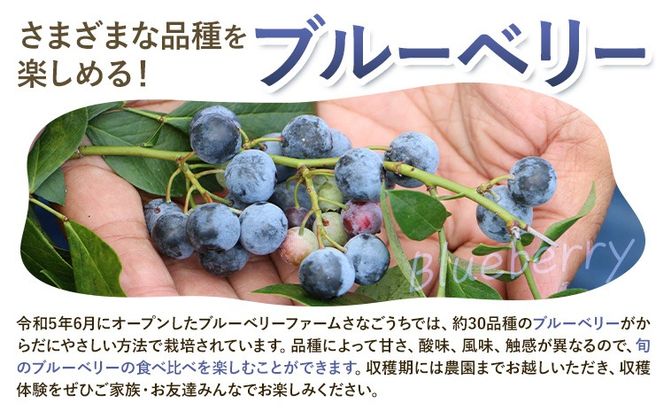 【CF】令和8年度果樹オーナー権(ブルーベリー）---sanagouchi_sko_6_1k---