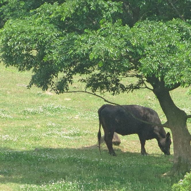 ［農林水産大臣賞受賞］備中牛 和牛モモ・バラ焼肉 500g 岡山県産 黒毛 和牛 肉 お肉 牛肉 牛