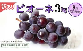 【 訳あり 】 ピオーネ 3kg 【2026年9月発送開始】(茨城県共通返礼品：大子町) ブドウ ぶどう 葡萄 ピオーネ 果物 フルーツ 果実 ワケあり ご自宅用 ご家庭用 自分用