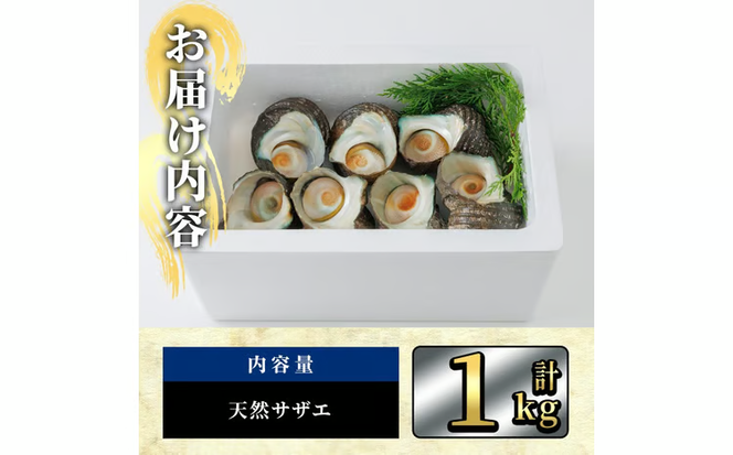 天然 サザエ (計1kg) 活サザエ 魚介 貝 活 活き つぼ焼き 壺焼き バーベキュー BBQ 獲れたて 魚介類 海鮮 おつまみ 魚貝 栄螺 冷蔵 大分県 佐伯市【AS153】【海べ】