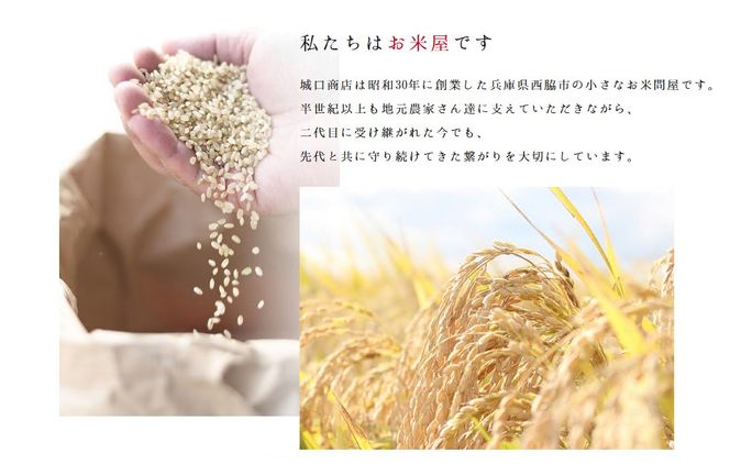 【７営業日以内発送】【無洗米】兵庫県産 複数原料米 10kg 令和７年産 【城口商店】ブレンド米 米 お米 10kg 米10kg 兵庫県産 令和7年産 R7年産 2025年産