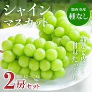 【令和8年産】シャインマスカット 2房 セット 約1.2～1.5kg ぶどう 葡萄 ブドウ マスカット 種なし 高級ぶどう フルーツ 果物 くだもの 季節のフルーツ 旬のフルーツ