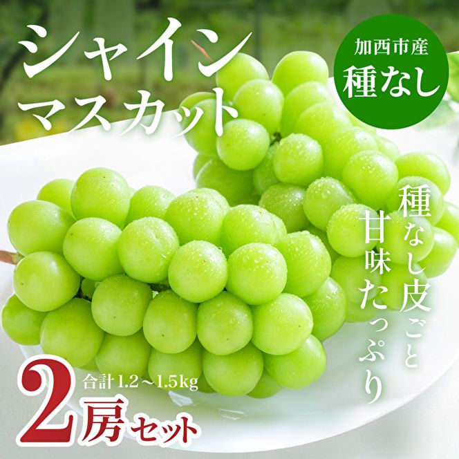 【令和8年産】シャインマスカット 2房 セット 約1.2～1.5kg ぶどう 葡萄 ブドウ マスカット 種なし 高級ぶどう フルーツ 果物 くだもの 季節のフルーツ 旬のフルーツ