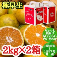ちょっと 傷あり 極早生 みかん 有田 M～SSサイズ 約2kg × 2箱 手さげ箱 南泰園_ZF6026n
