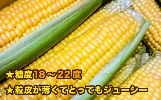 【先行予約】糸島 トウモロコシ 『もきっこ』 黄 （10本前後 ）【2025年6月下旬以降順次発送】 《糸島》 【内田農業】 [AZH001]