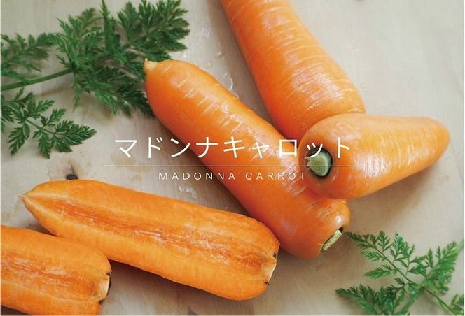 【予約受付】＜フジテレビ『どっちのふるさと？』で紹介されました！＞訳あり 2回定期便 にんじん 1月2月お届け マドンナキャロット にんじん 人参 ニンジン 野菜 やさい 国産 碧南市 健康 食品ロス削減 甘い 先行予約 旬 特産 高評価 高リピート 人気 H105-251