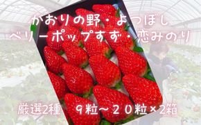 先行予約・数量限定！ 採れたて完熟いちご【かおり野・よつぼし・ベリーポップすず・恋みのり】 9粒～20粒×2箱 232238_CK01-PR
