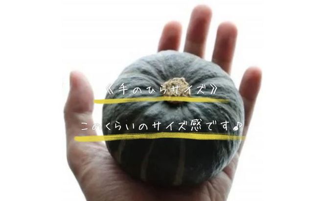 【2026年10月より順次発送】北海道富良野産かぼちゃ「坊ちゃん」5kg　※手のひらサイズが好評です！