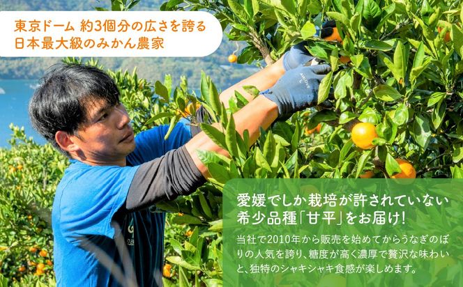【先行予約】産地直送！愛媛県産甘平 3kg（訳あり）（2027年1月下旬より発送予定） IKTF020