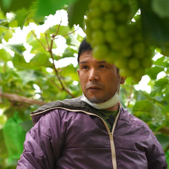 2026年 早期受付 高梁市産 シャインマスカット 大房 (約700g) ぶどう ブドウ 葡萄 果物 フルーツ