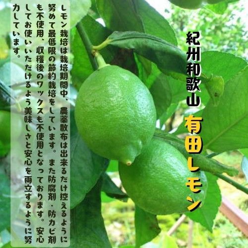 ［先行予約］［国産］紀州和歌山 有田レモン 3kg［MS68］ 303446_XD90092