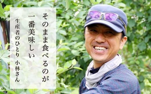 長野県りんごの味比べ 約5kg 12～18玉 シナノスイート シナノゴールド ［小布施屋］ りんご 林檎 リンゴ 果物 フルーツ 令和7年産【2025年10月下旬～11月発送】 ［A-501］