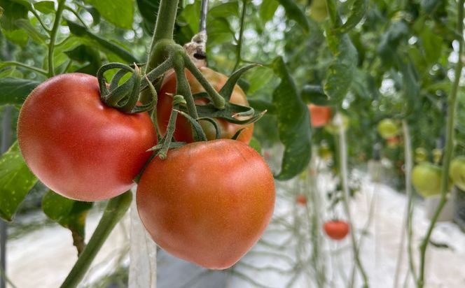 ns140-002 味恋とまとギフトBOX