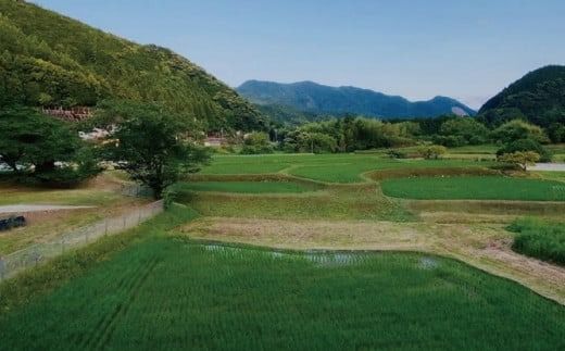 数量限定 飛雪米 結びの神 5kg / 米 こめ お米 おこめ 精米 白米 ご飯 国産 美味しい おいしい ふっくら 新鮮 数量限定【[hsj002A】