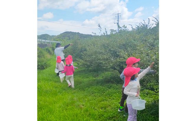 【期間限定】ブルーベリー狩り体験チケット（大人2名）【時間制限なし・食べ放題】 322032_EB011