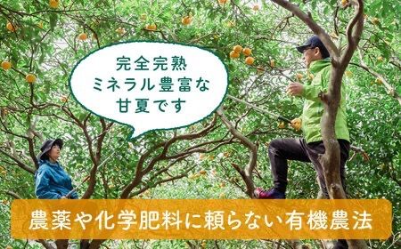 【全2回定期便】【 有機栽培 】 甘夏 10kg 栽培期間中 農薬 不使用 糸島市 / わかまつ農園 / 果物 フルーツ [AHB051]