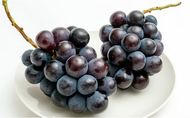 ぶどう 2026年 先行予約 ニュー ピオーネ 2房（1房480g以上）約1kg 化粧箱入り ブドウ 葡萄 岡山県産 国産 フルーツ 果物 ギフト 甘みが強い 酸味 皮離れがいい 大粒 食べ応え [№5735-1464]