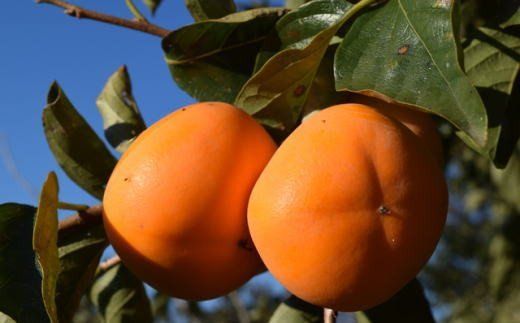 【秋の味覚】和歌山産のたねなし柿2L～4Lサイズ約2kg（化粧箱入り）【tec408A】