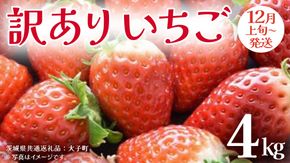 訳あり いちご 4kg【2025年12月上旬発送開始】(茨城県共通返礼品：大子町) 苺 果物 フルーツ 果実 ご家庭用