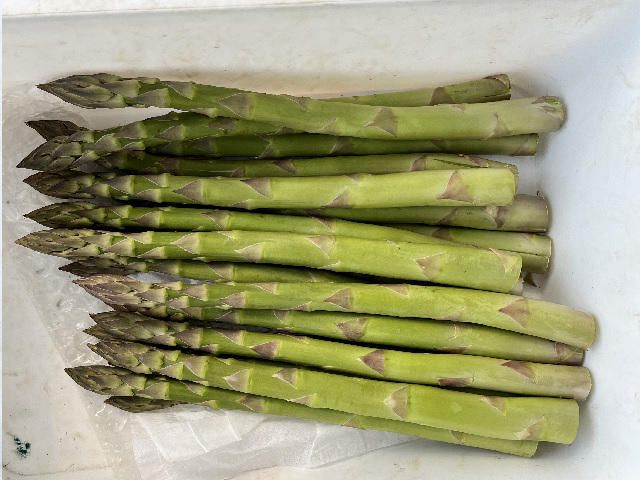 アスパラガス 先行予約 夏アスパラガス 約1.5kg+100g M～2L 混合 川田農園 アスパラ グリーンアスパラ 野菜 夏野菜 旬 旬の野菜 産地直送 2026年 2026 予約 青森 冷蔵 冷蔵配送 7月～9月発送