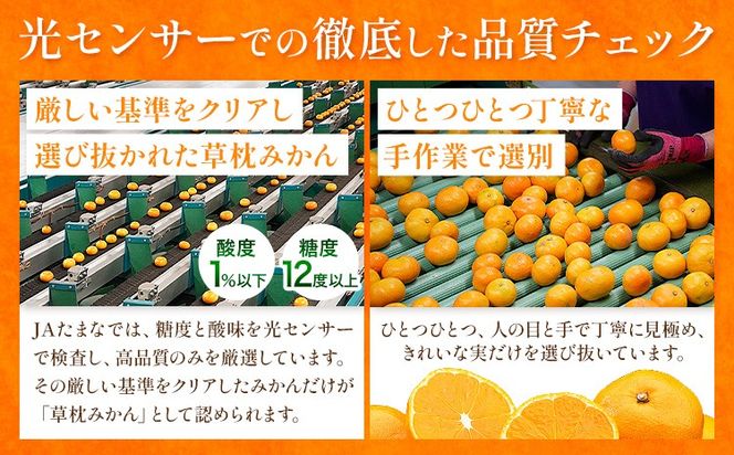 ＜先行予約＞草枕みかん 約4kg 《11月上旬-12月上旬頃出荷》熊本県 長洲町 フルーツ 柑橘 みかん ミカン 草枕 デザート 送料無料---ng_ksm_ad11_26_10000_4kg---