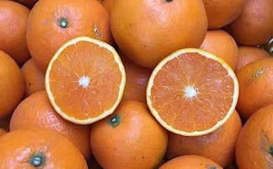 和歌山県産 有田の清見 約5kg 家庭用