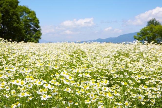 華密恋 有機 カモミール ハーブティ 9g (1.5g×ティーバッグ6包) [カミツレ研究所 長野県 池田町 48110786] カミツレン カミツレ