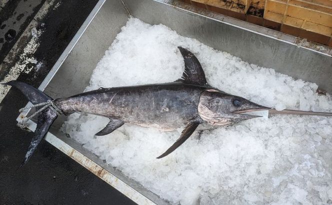 北海道 厚岸産  3D冷凍 メカジキ（500g×1パック）カジキマグロ 魚