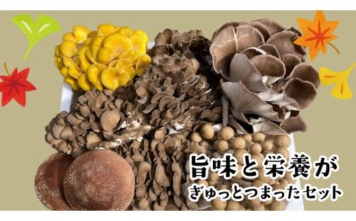 きのこ の 詰め合わせ Sサイズ ( 約1kg ) （茨城県共通返礼品：城里町） キノコ セット 野菜 低カロリー ダイエット デトックス バラエティ セット 新鮮 [DY001us]