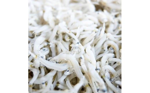 【CF-R7hbk】釜あげちりめんセット 1.5kg 1.5キロ タレ無し 500g×3袋 シラス 小分け おじゃこ ちりめんじゃこ ふわふわ 国産 釜揚げ しらす丼 海鮮丼 ごはん ご飯 おにぎり おかず お取り寄せ 美味しい