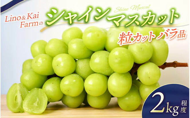 【2026年先行予約】 【粒カットバラ品】 Lino＆Kai Farmのシャインマスカット(2kg程度）/ 朝採れ ぶどう 岡山 真庭市 シャインマスカット 高級 ギフト 大粒 果物 ご自宅用 人気 産地直送 国産 数量限定 種なし 【linokai004-02】