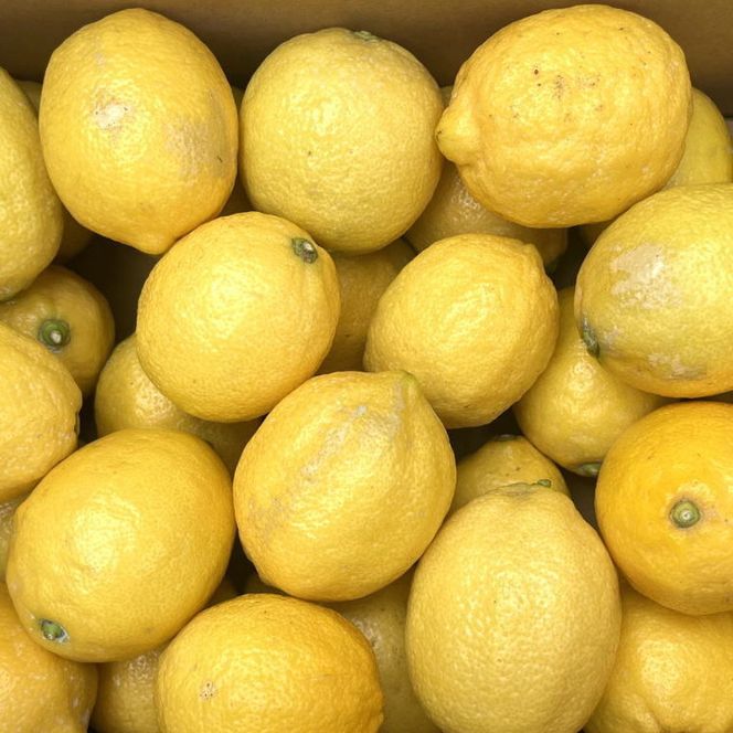 【先行予約】国産レモン 有田産 和歌山県 約3kg（サイズ混合）