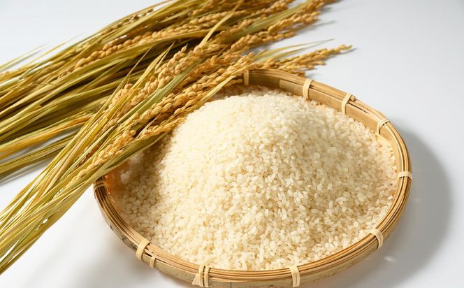 【先行予約】【令和8年産】茨城県産コシヒカリ 5kg ※2026年10月～発送 | 米 お米 おこめ コメ 白米 精米 ご飯 ごはん コシヒカリ こしひかり 茨城県 守谷市