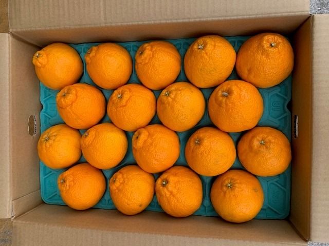 有田の不知火（しらぬい）24~18玉入り CC34