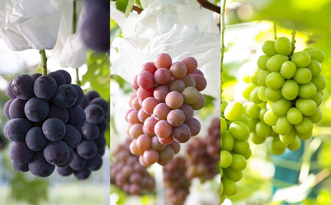 【定期便】【2026年先行予約】 ぶどう 岡山県産 ニューピオーネ ・ クイーンニーナ ・ シャインマスカット 1kg箱（各2～3房） 定期便 3回 《2026年８月下旬-10月中旬頃出荷》 葡萄 ブドウ フルーツ 果物