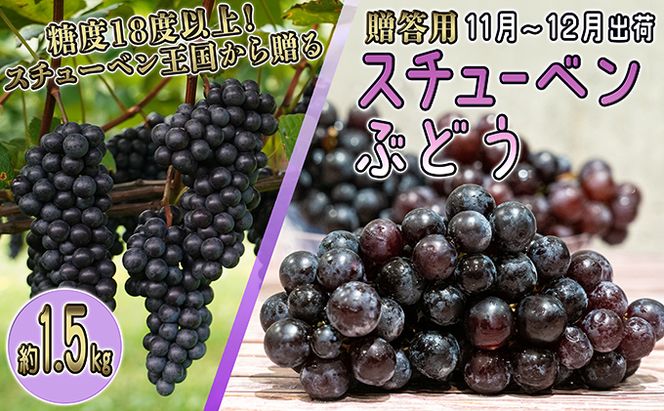 11～12月 津軽ぶどう村 特秀 スチューベン ぶどう 約 1.5kg 糖度18度以上【 青森ぶどう 青森県鶴田町産 11月 12月 果物 フルーツ 高糖度 ギフト 贈答用 ポリフェノール 】 
