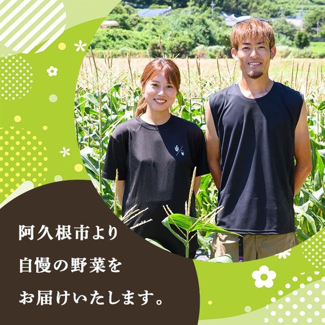 ＜先行予約受付中！2026年6月中旬以降順次発送予定＞訳あり！白いとうもろこし「あられやこんコーン」(21本) 国産 トウモロコシ 玉蜀黍 ホワイト コーン 野菜 糖度 夏 イネ科 数量限定 期間限定 訳アリ 旬 【うとさんち】akn067-11