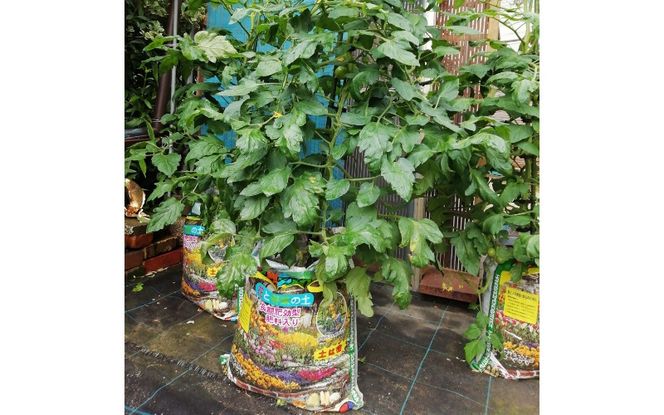 花咲き物語56リットル（28リットル×2袋） amtb0001-2