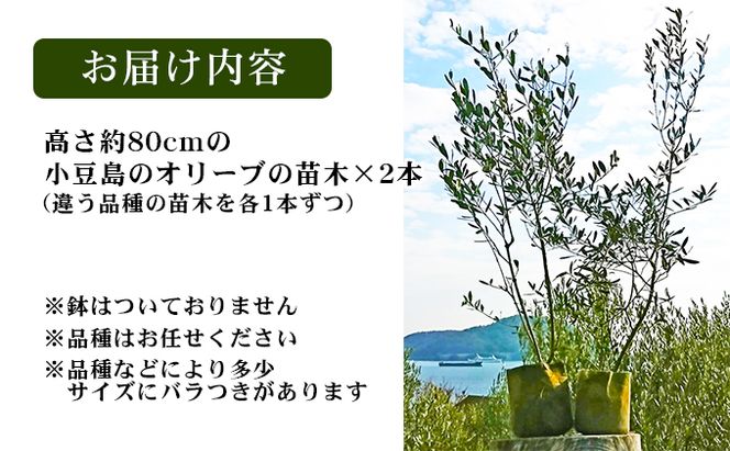 【 小豆島 】小豆島のオリーブ苗木　2本セット　（特大） 地域のお礼の品 