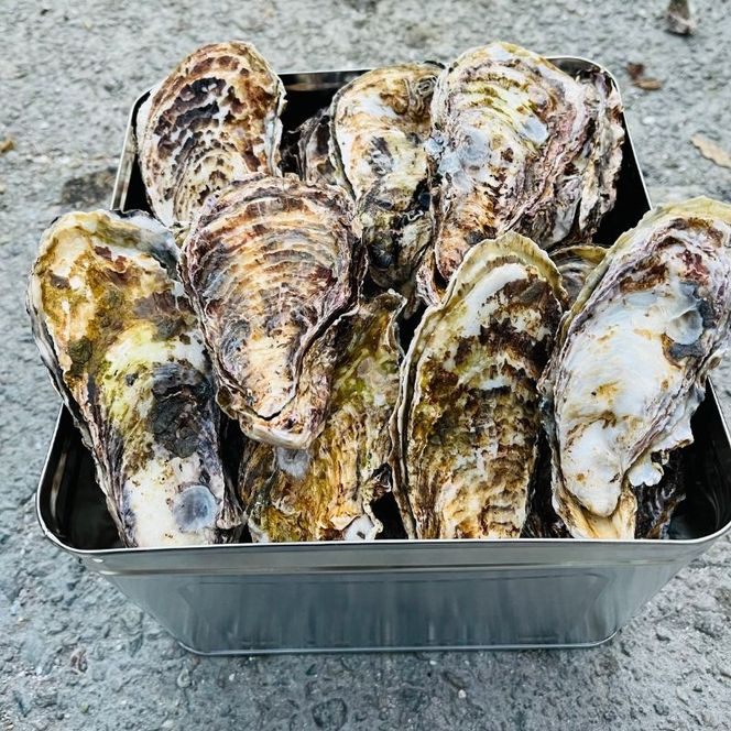 殻付き牡蠣 約5～6kg前後 半缶 【数量限定】2026年先行予約 加熱用