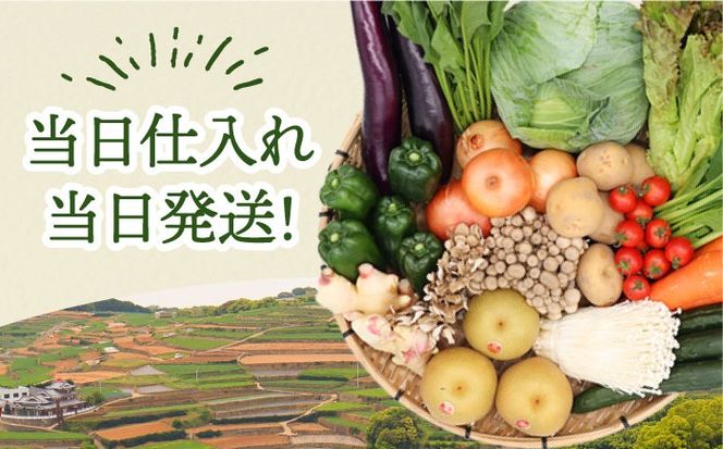 【春秋冬限定コース】豪華！野菜 果物 きのこセット 15品目以上 9回定期便 / 野菜定期便 やさい定期便 フルーツ 果物 キノコ 詰め合わせ / 南島原市 / 吉岡青果[SCZ024]